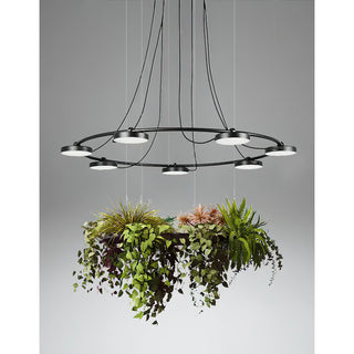 Aro LED Chandelier
